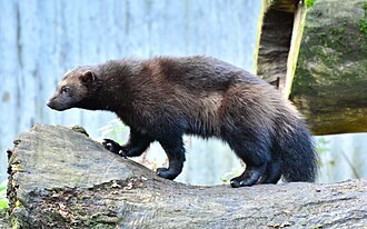 Base Wolverine